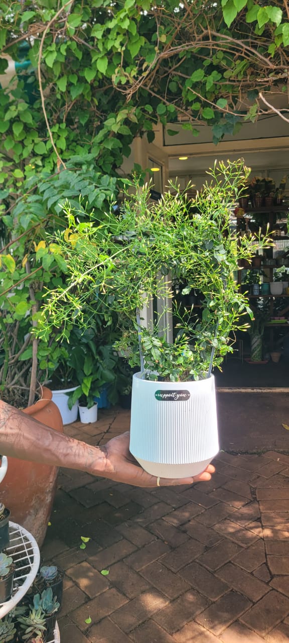 Jasmine in Ceramic white pot