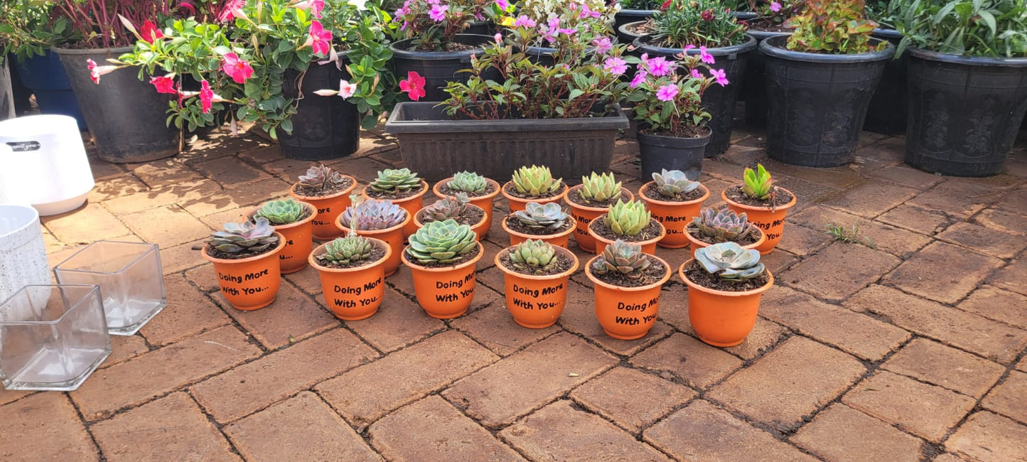 Succulents in Orange Pots