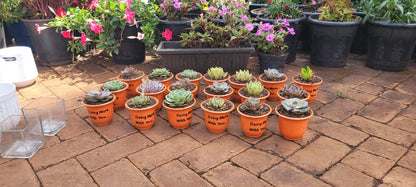 Succulents in Orange Pots