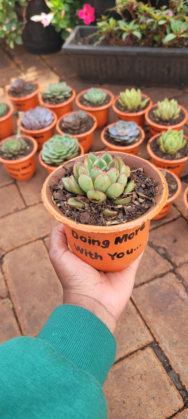 Succulents in Orange Pots