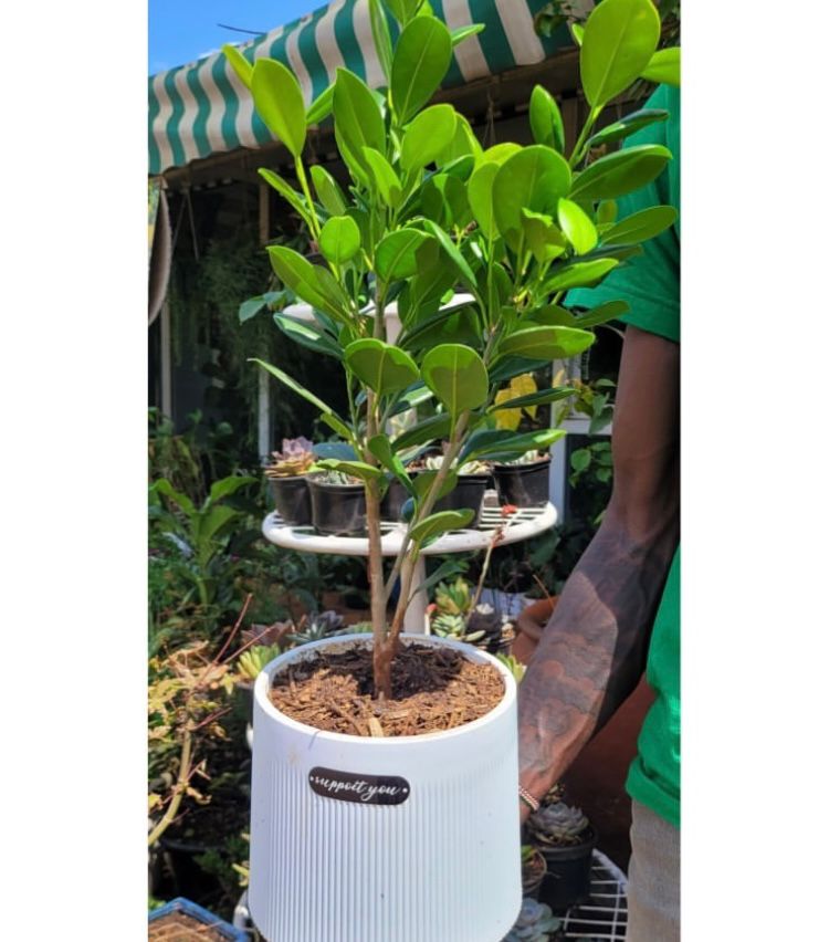 Ficus in white ceramic pot