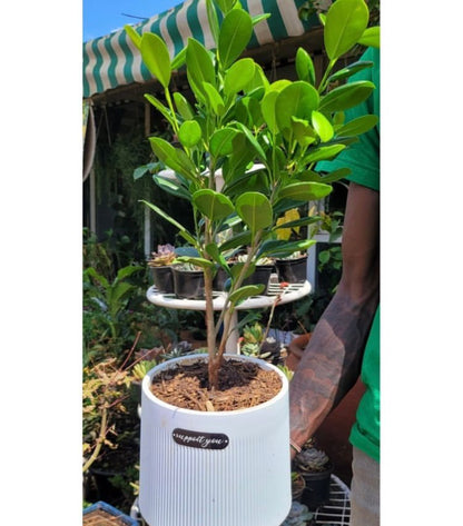 Ficus in white ceramic pot