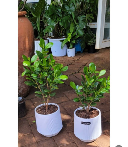 Ficus in white ceramic pot