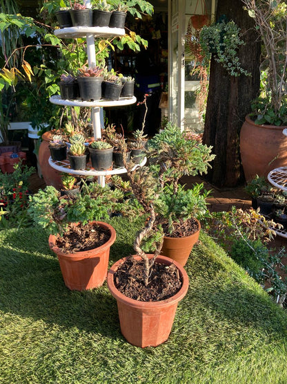 Juniper S Trained Bonsai