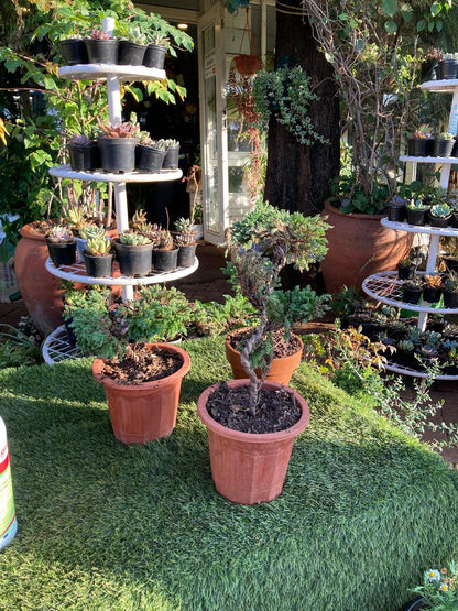 Juniper S Trained Bonsai
