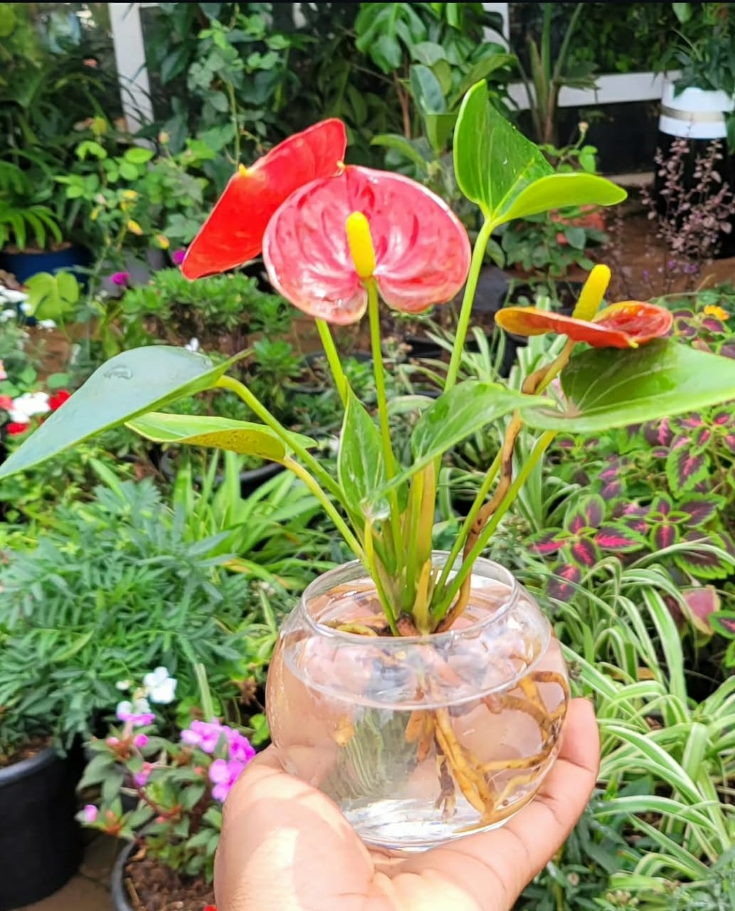 Anthurium in Water