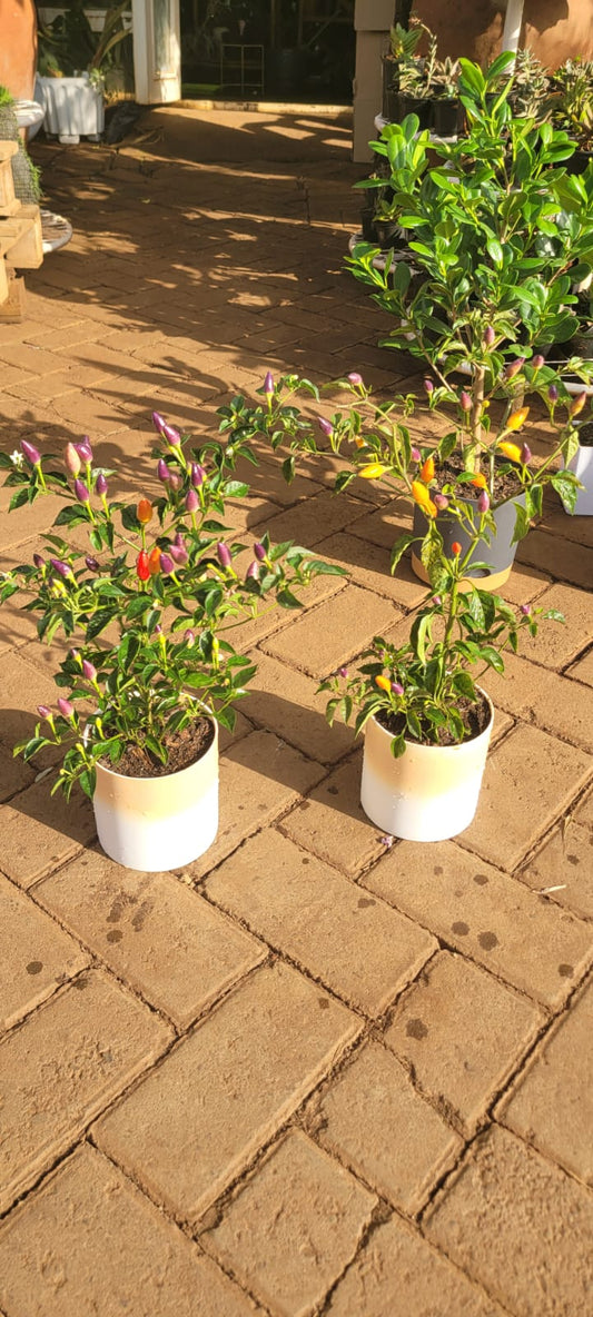 Bolivian Rainbow Chillies