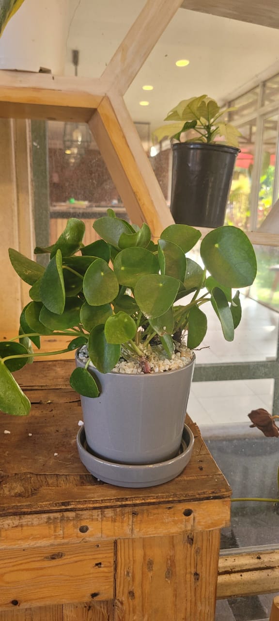 Chinese Money in ceramic