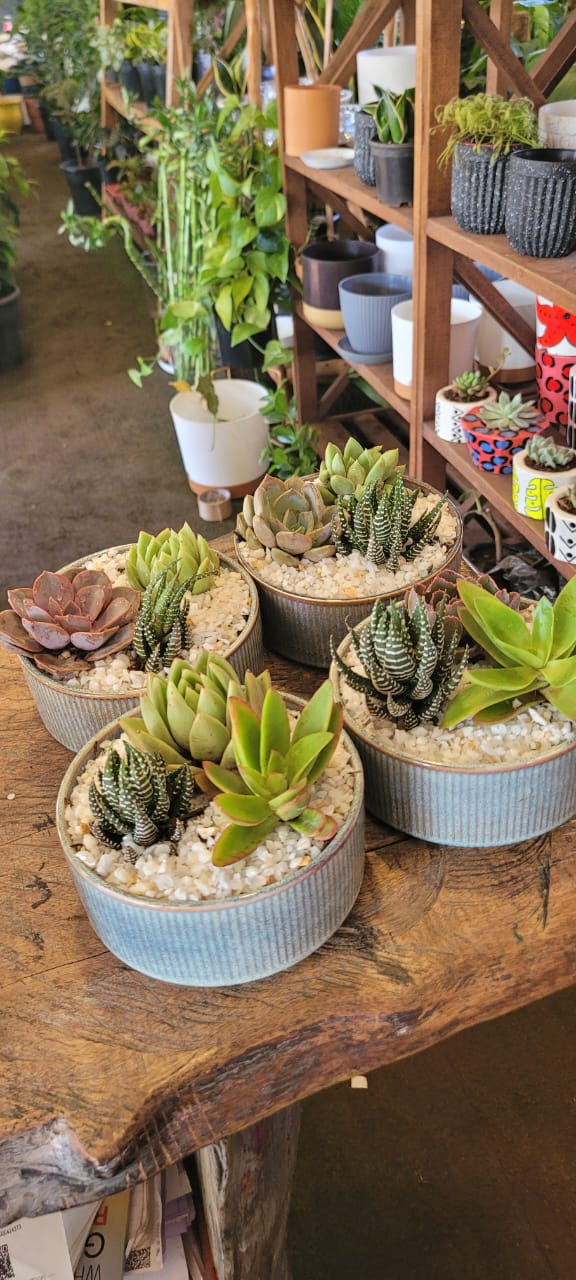 Succulent arrangement in ceramic