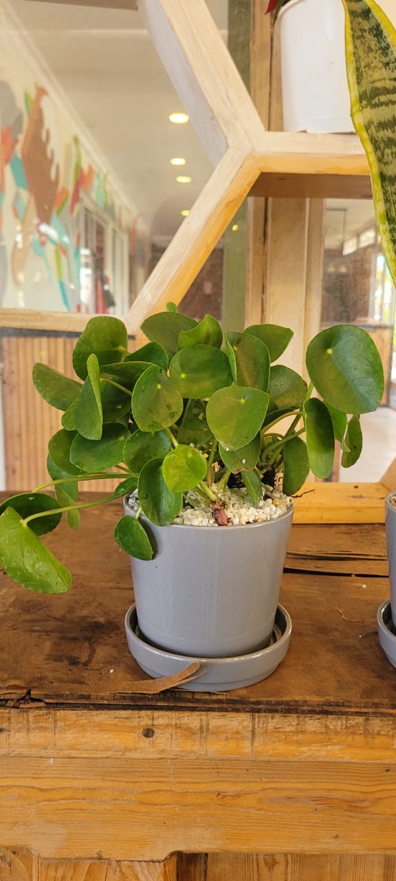 Chinese Money in ceramic