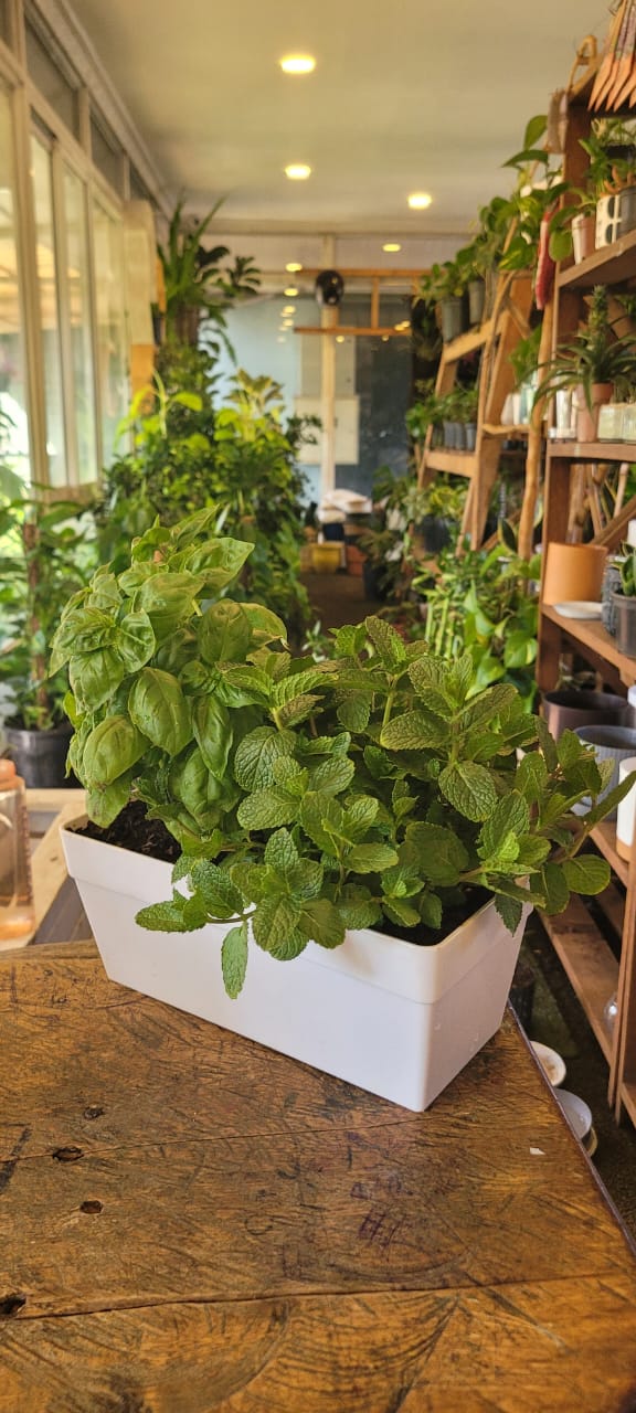 Herbs in trough (2 different herbs)