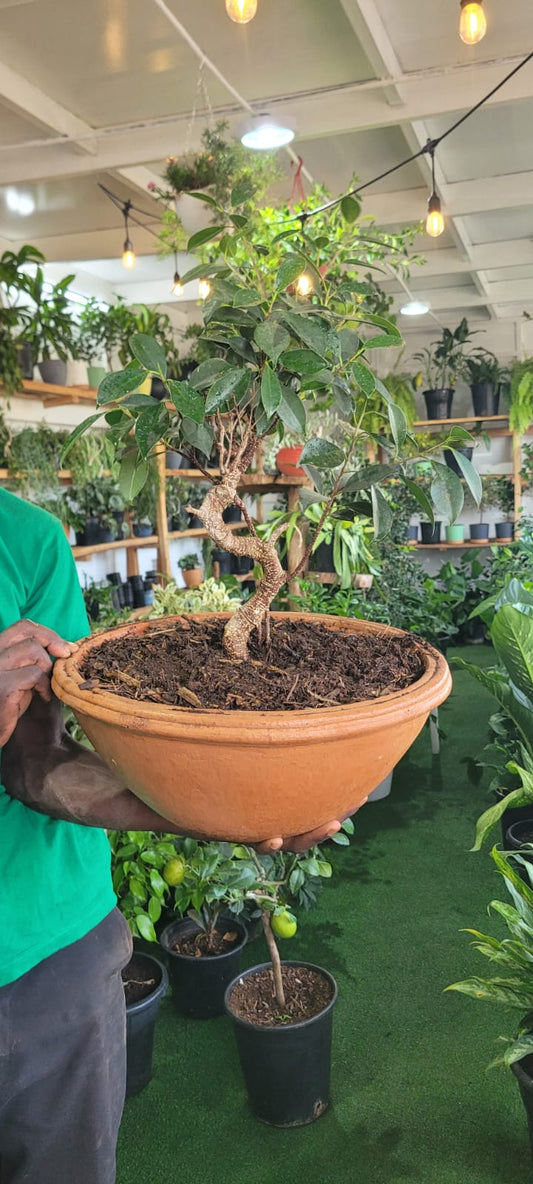 Ficus Gingseng Bonsai