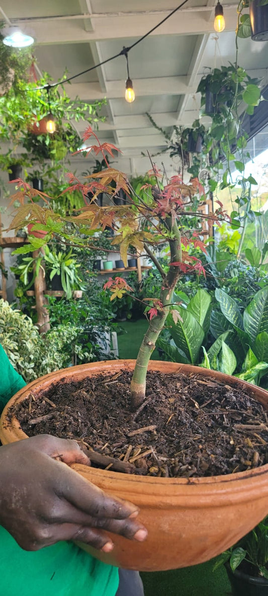 Japanese Maple Bonsai