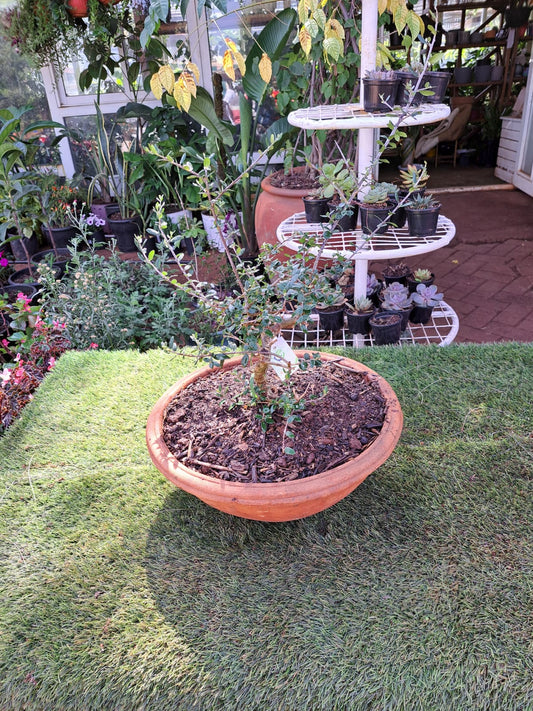 European Olive tree Bonsai