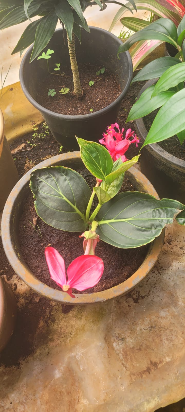 Medinilla
