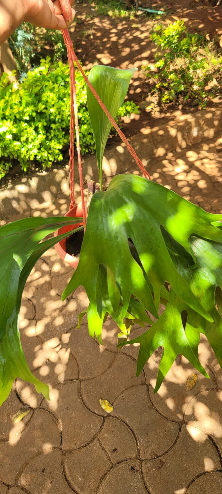 Staghorn fern