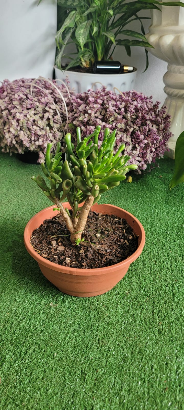 Ogre ears succulent