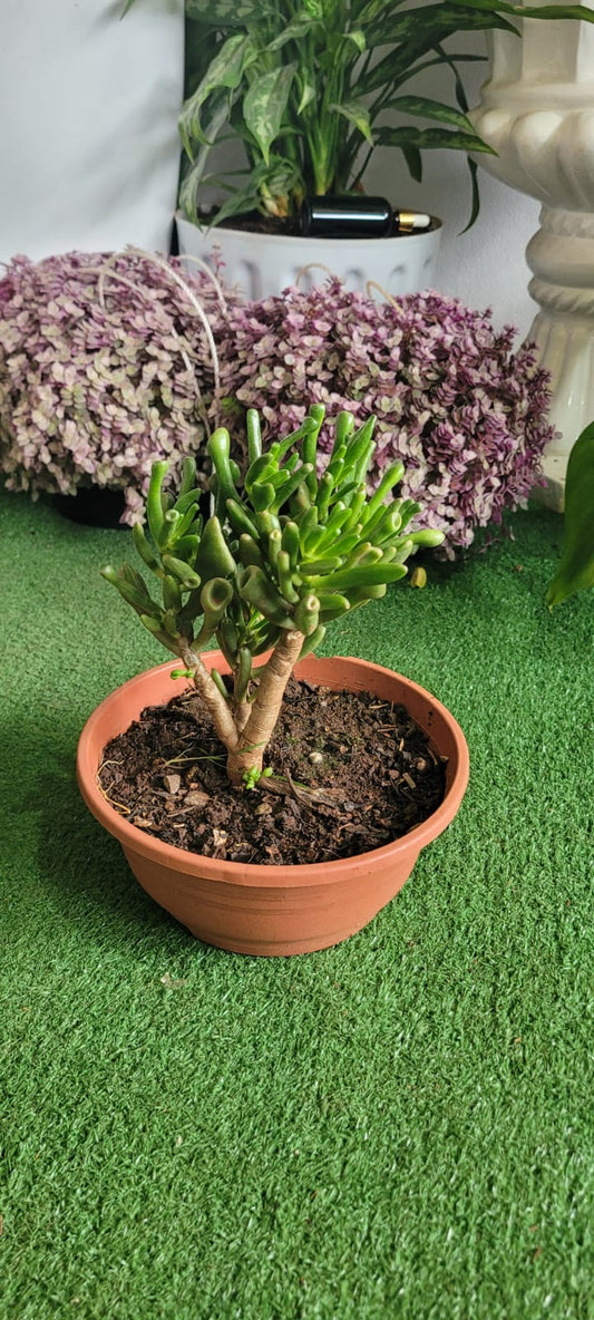 Ogre ears succulent