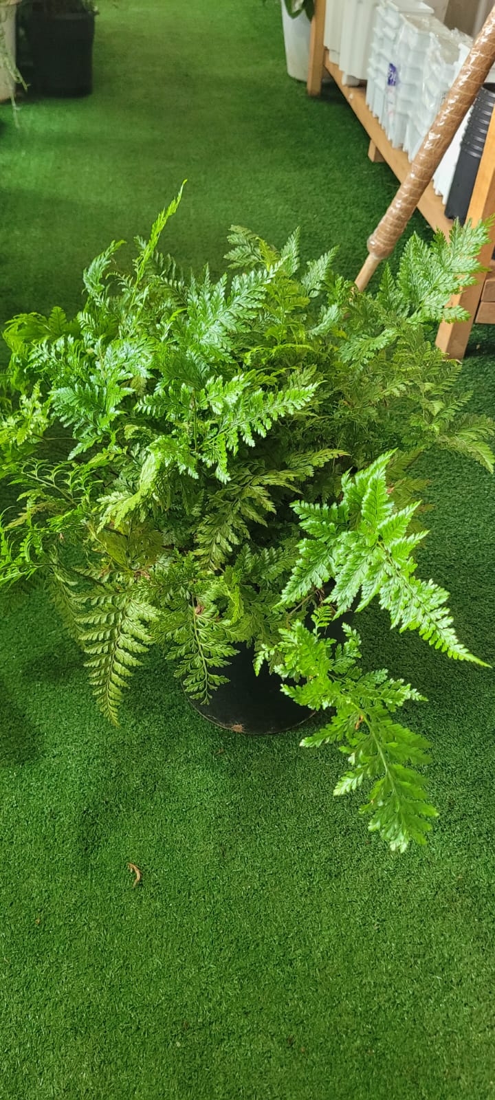 Rabits tail fern