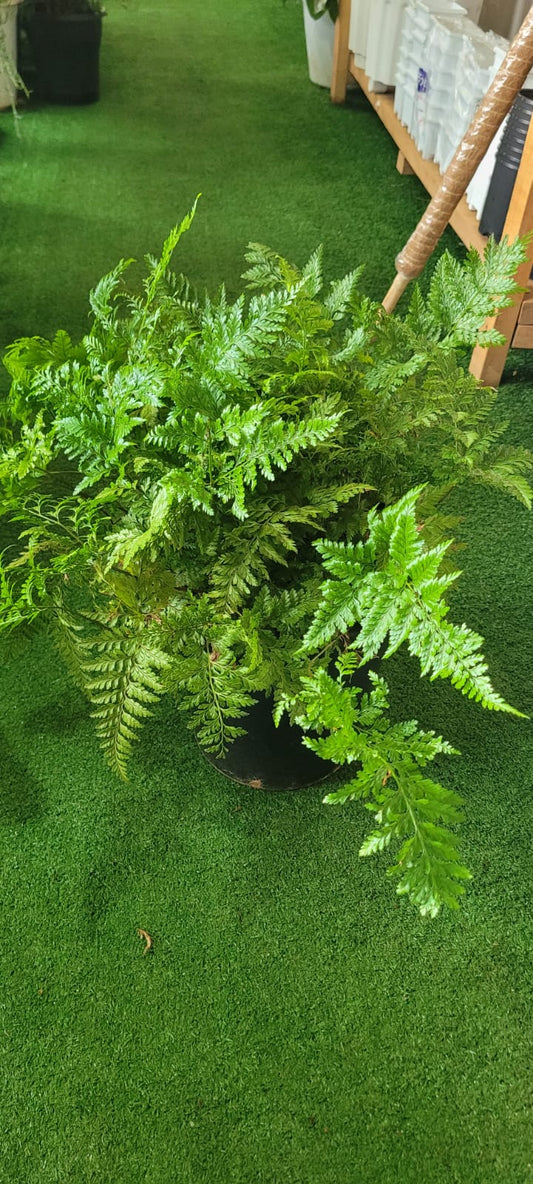 Rabits tail fern