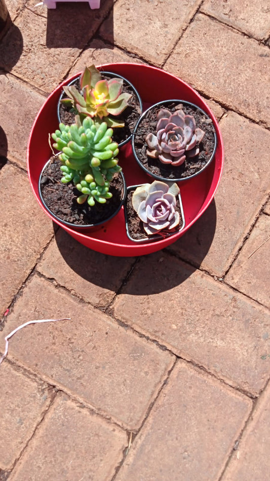4 pack round succulent box