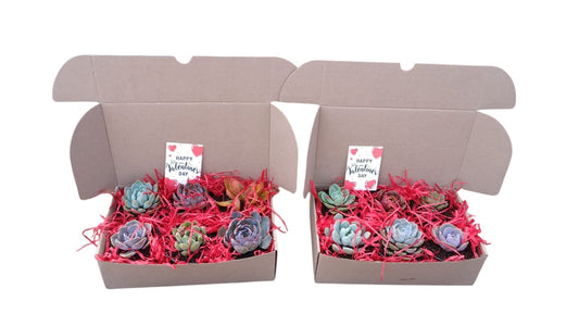 Valentine 6 succulents box