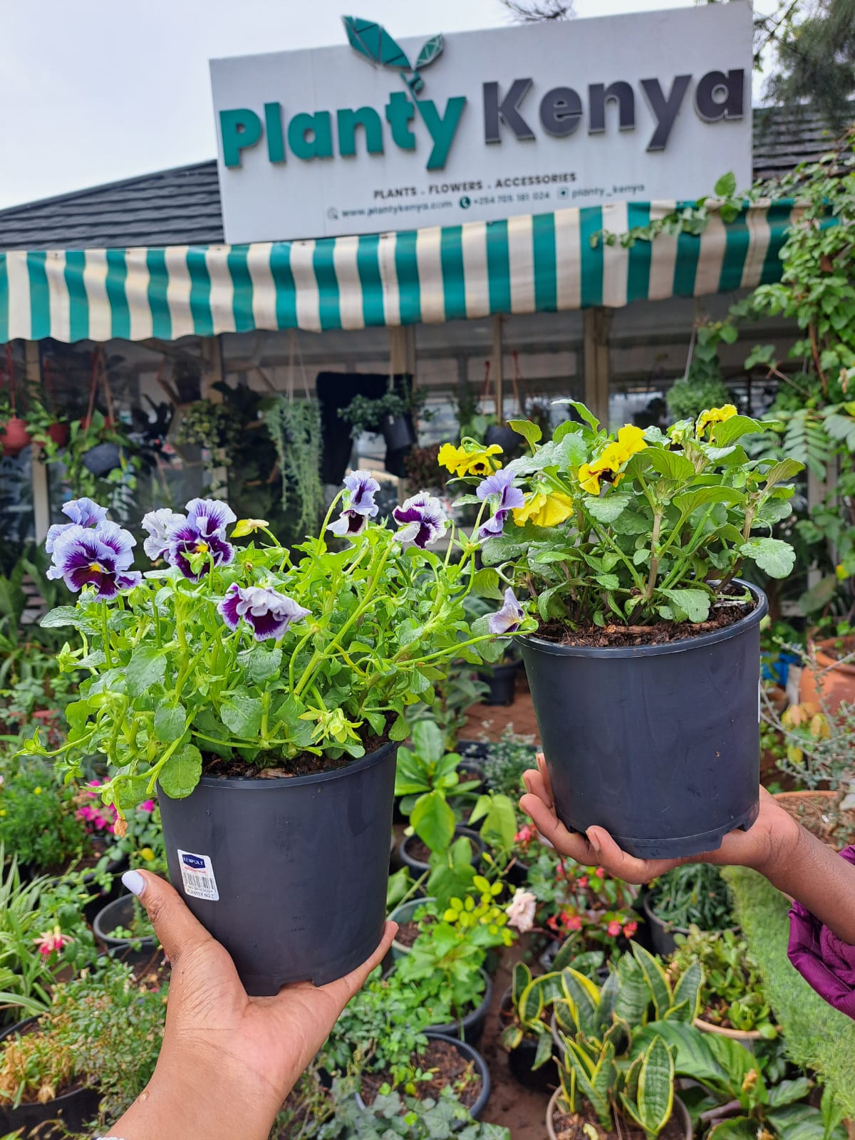 Pansies / Viola