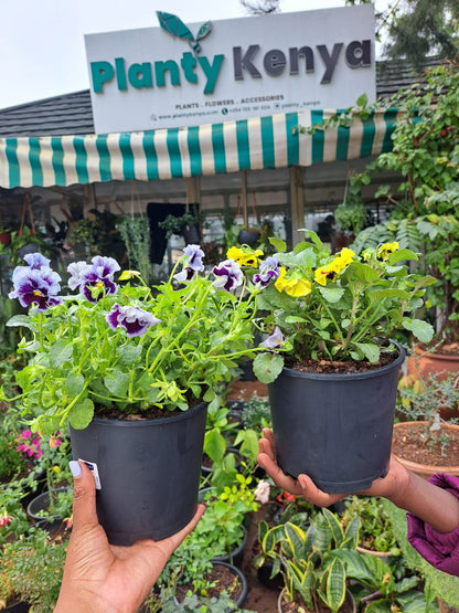 Pansies / Viola