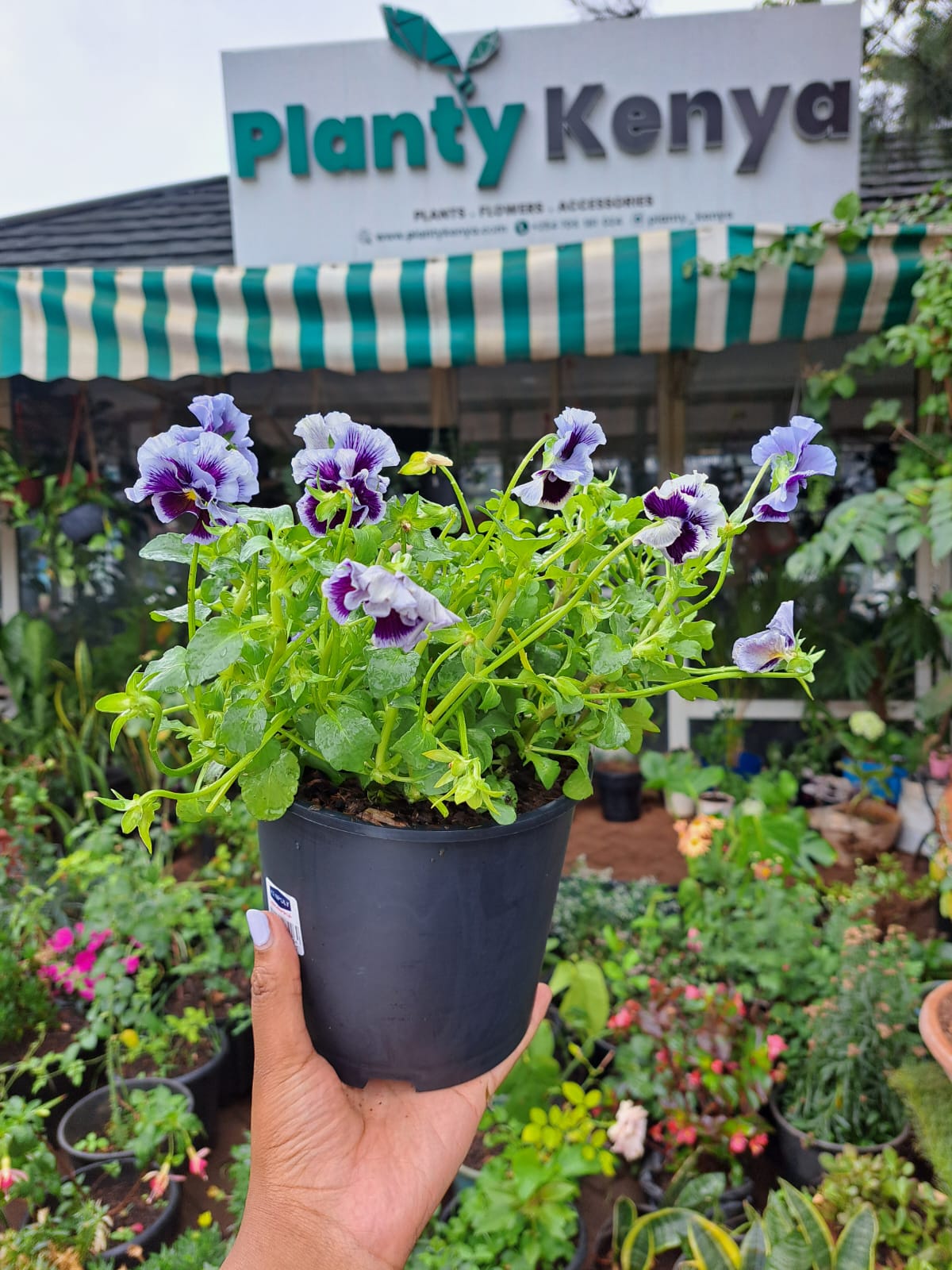 Pansies / Viola