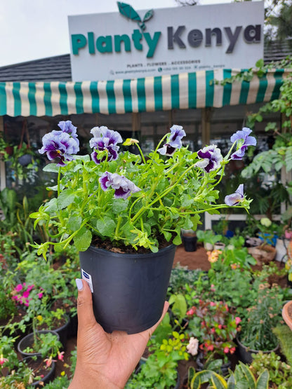 Pansies / Viola