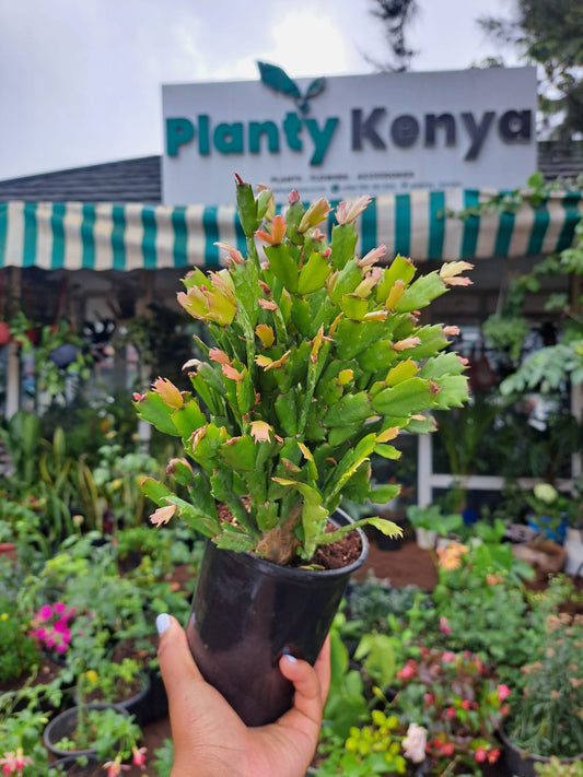 Christmas Cactus