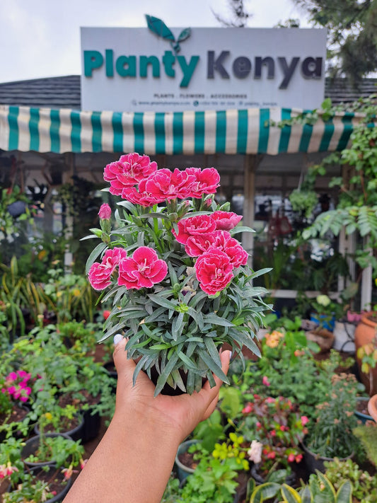 Carnations