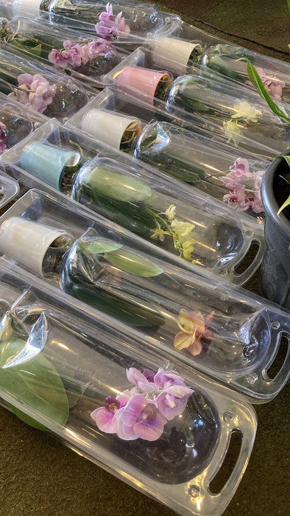 Orchids