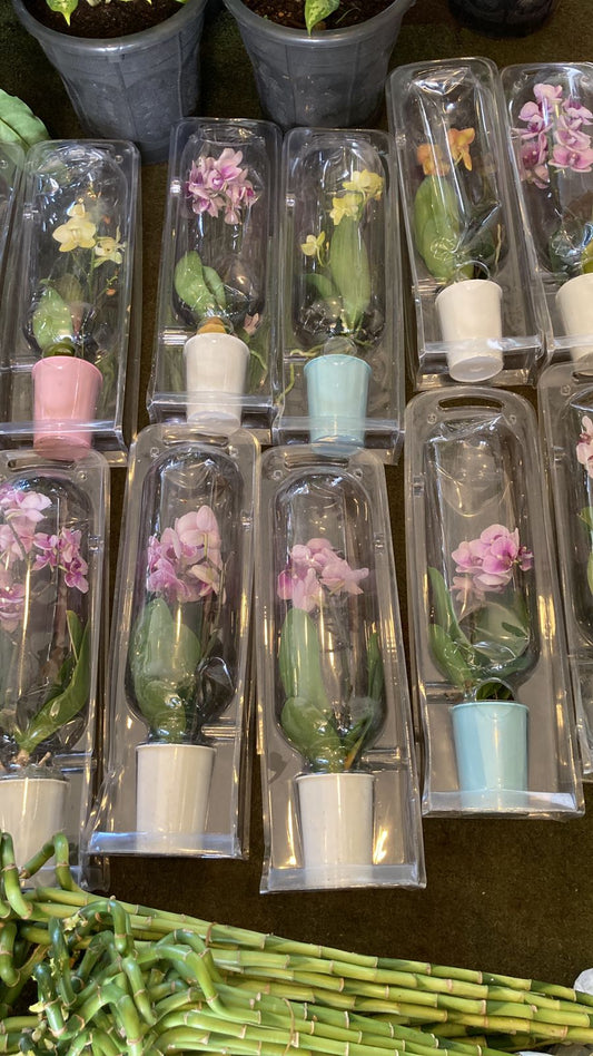 Orchids