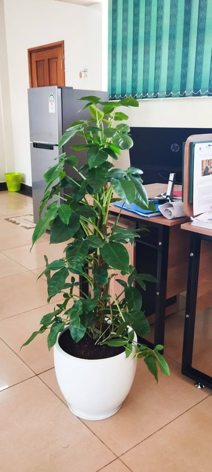 Sygnomium Trileaf in Fibre pot