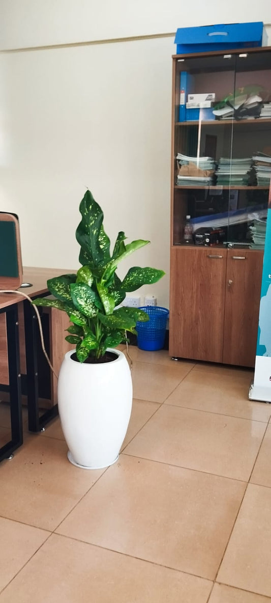 Dig in tall fibre pot