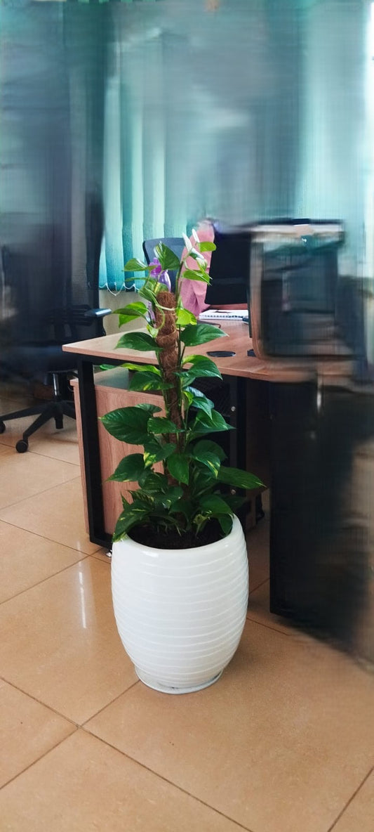 Money plant in fibre pot