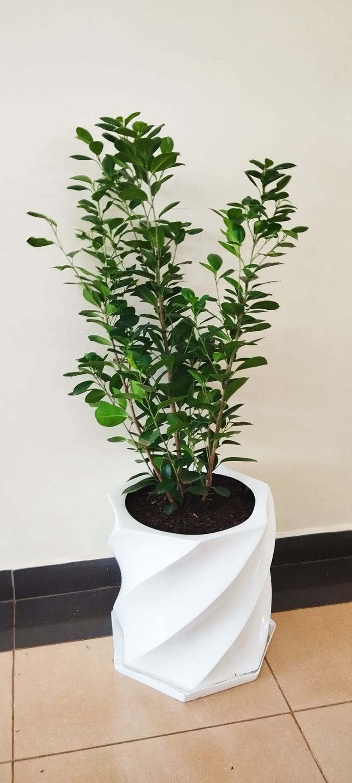 Ficus microcarpa in wavy plant