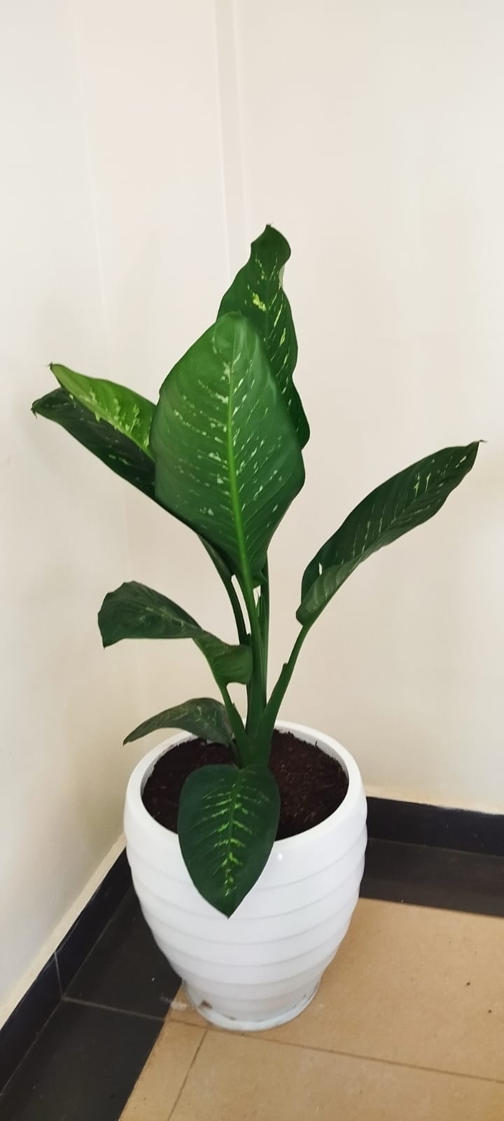 Diffenbachia in fibre pot