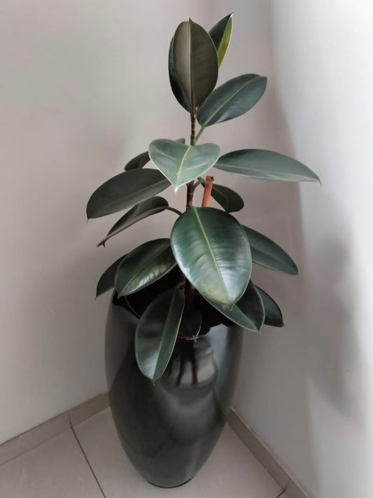 Rubber plant in fibre pot