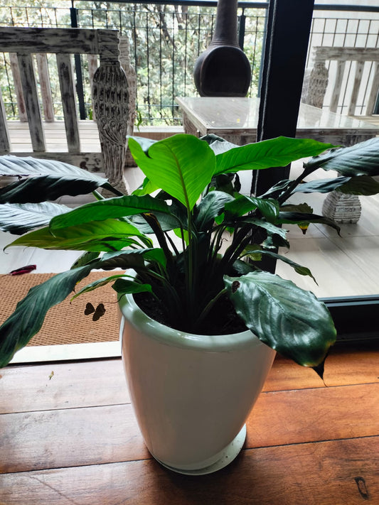 Peace lilly in fibre pot