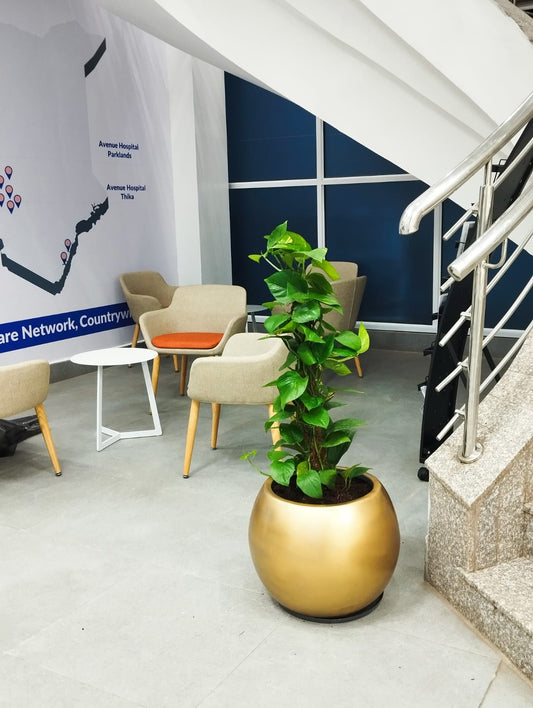 Climbing money plant in fibre pot