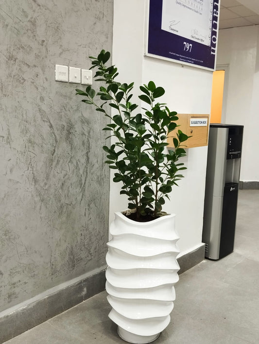 Ficus Microcarpa in fibre pot