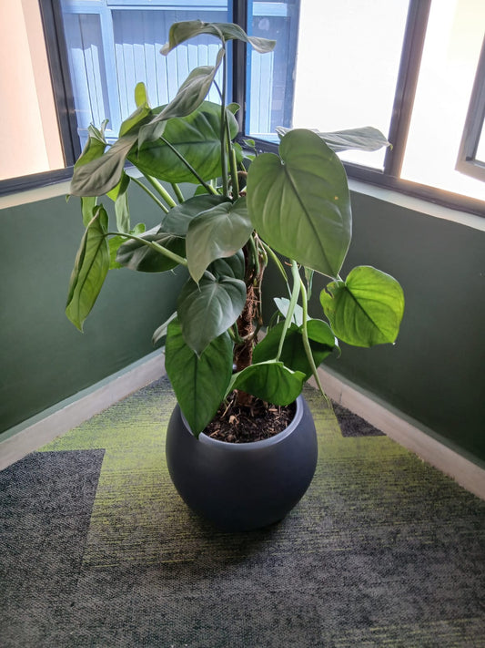 Sygnomium Chiapese in fibre