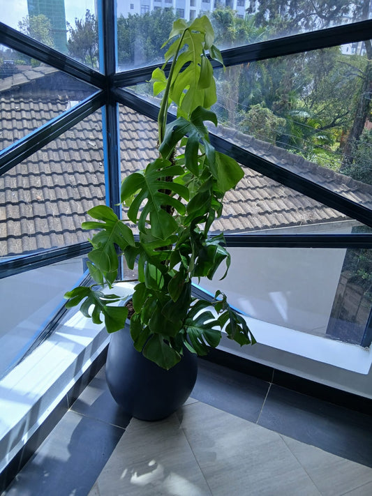 Climbing monstera in fibre