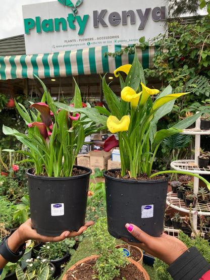 Calla Lilly (Zantedeschia)