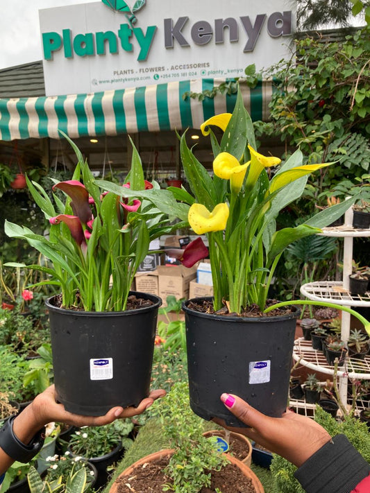Calla Lilly (Zantedeschia)