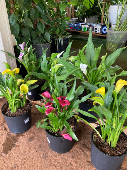 Calla Lilly (Zantedeschia)