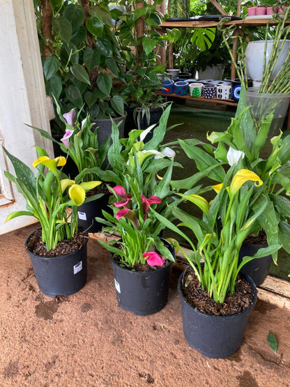 Calla Lilly (Zantedeschia)