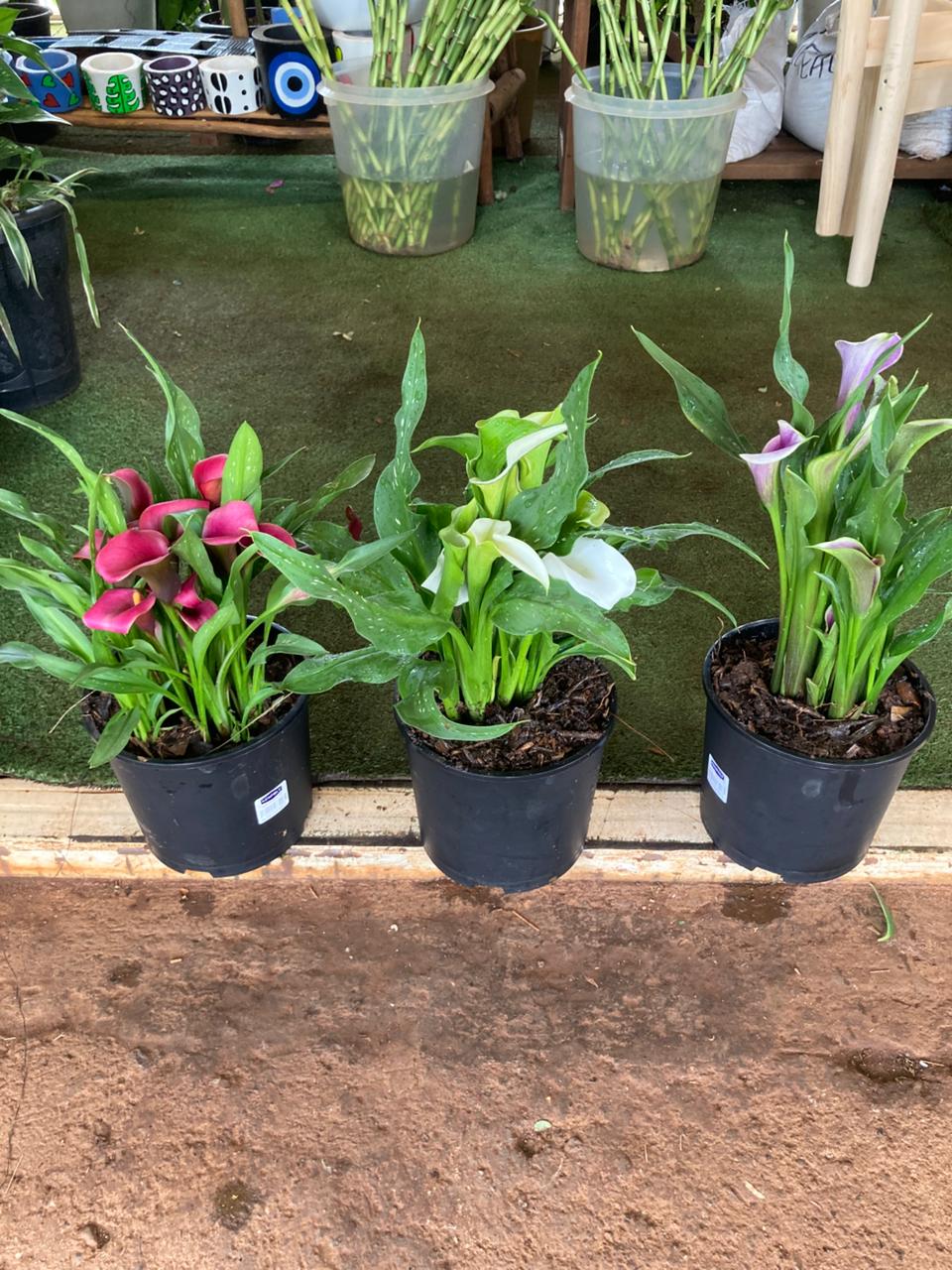 Calla Lilly (Zantedeschia)